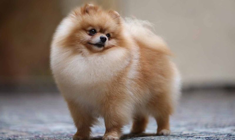 Pomeranian