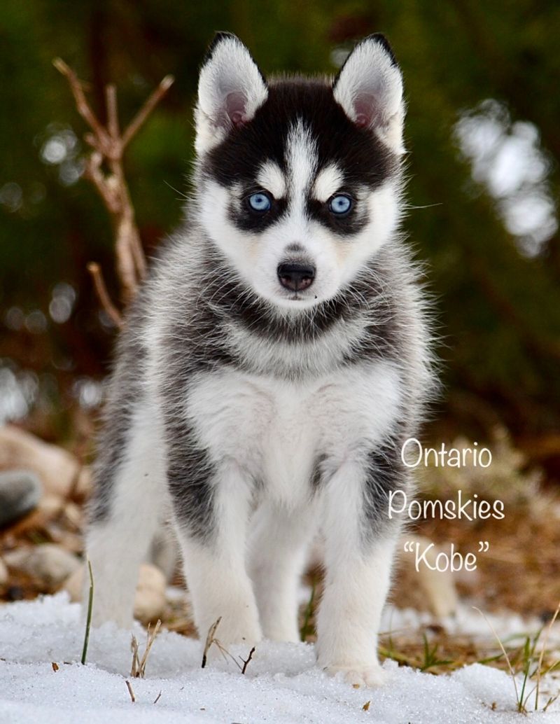 Pomsky