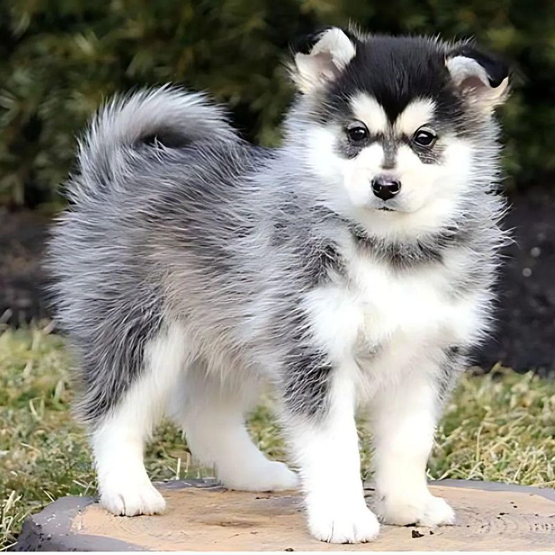 Pomsky