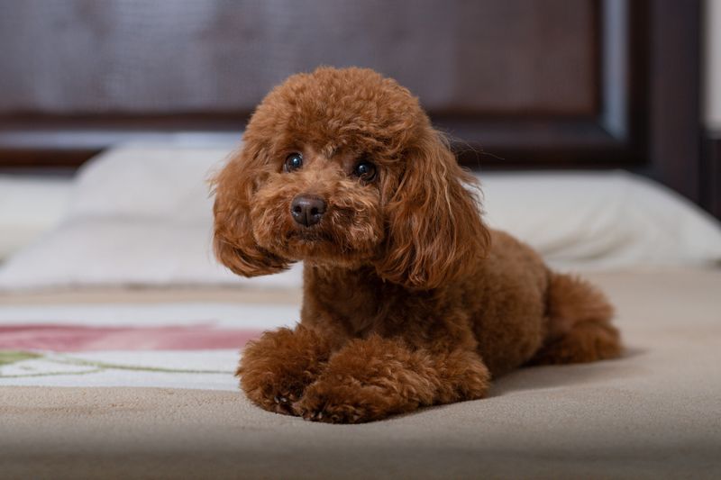 Poodle