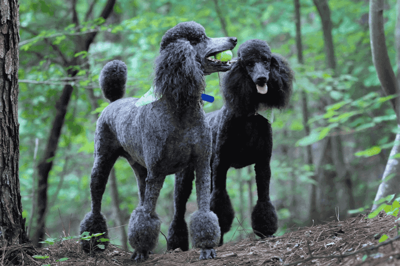 Poodle