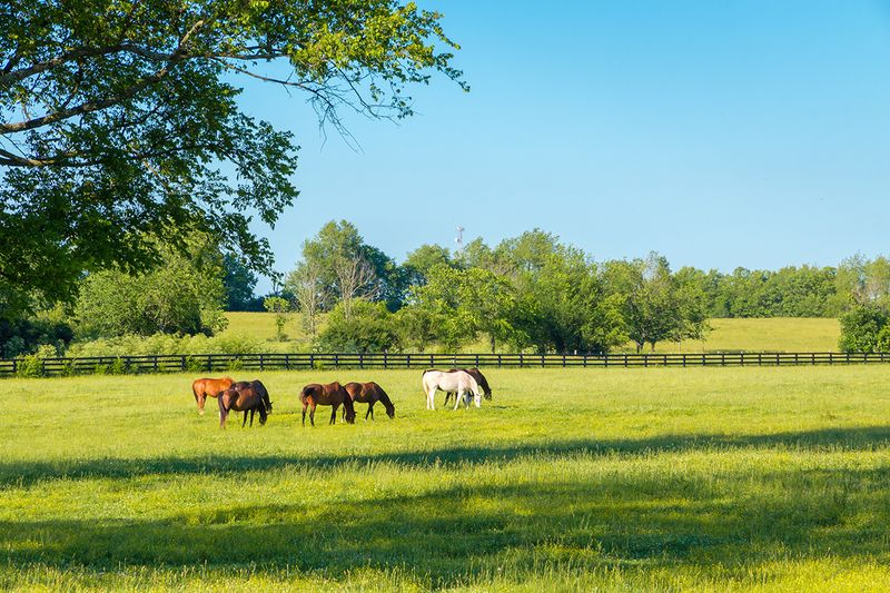 Poor Pasture Management