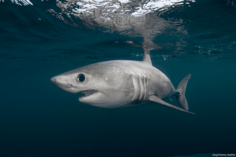 Porbeagle Shark