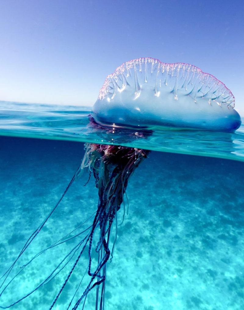 Portuguese Man O' War