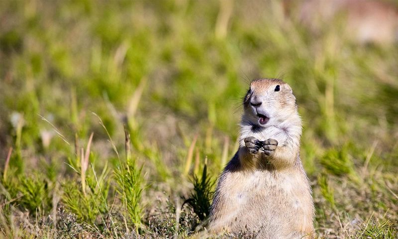 Prairie Dogs