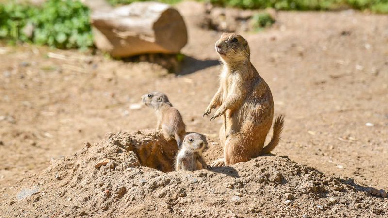 Prairie Dogs