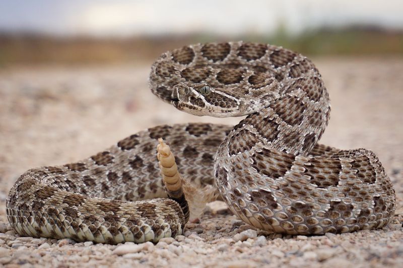 Prairie Rattlesnake