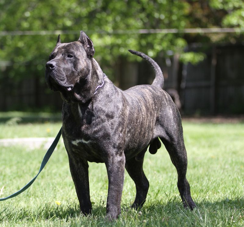 Presa Canario