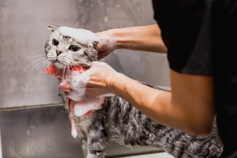 Proper Grooming Techniques