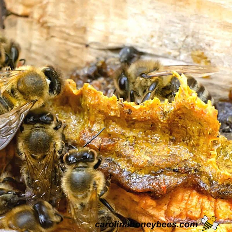 Propolis Production