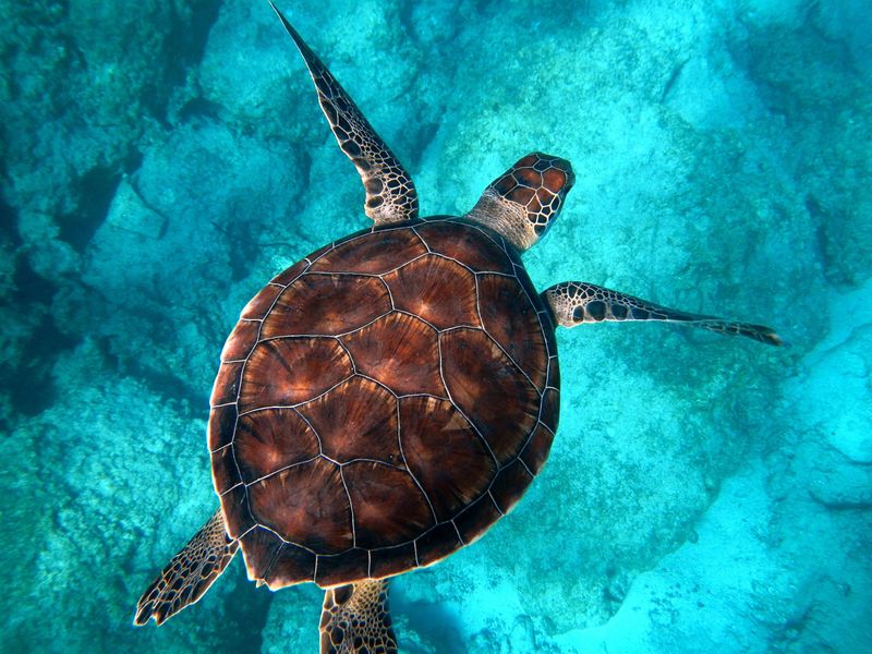 Protective Shells