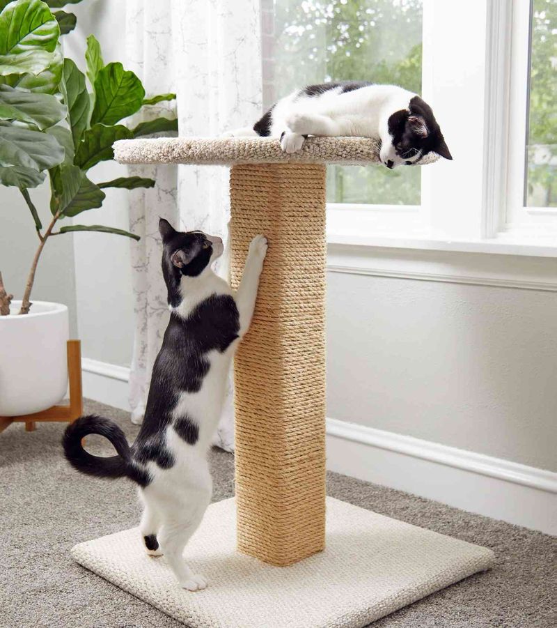 Provide a Scratching Post