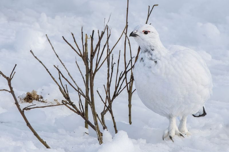 Ptarmigan's Feathered Feet