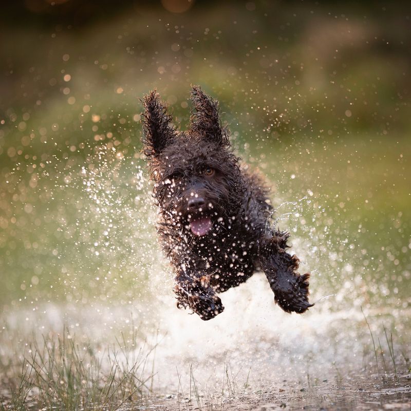 Puddle Splasher