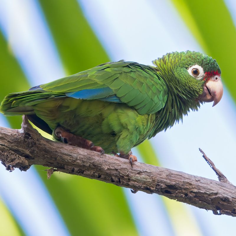 Puerto Rican Parrot