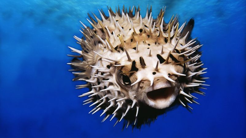 Pufferfish