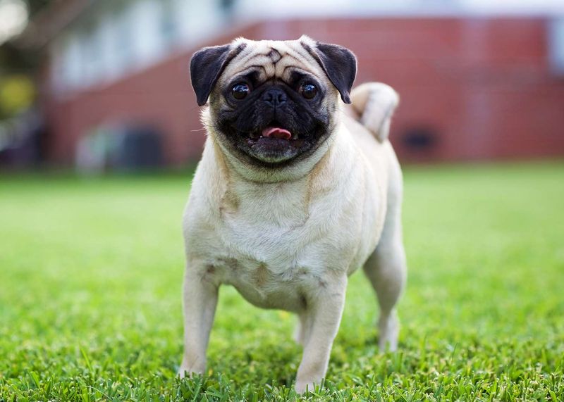 Pug