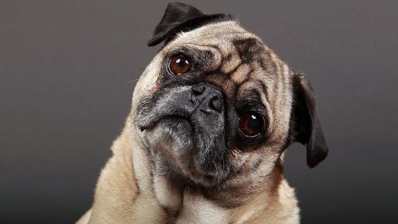 Pug