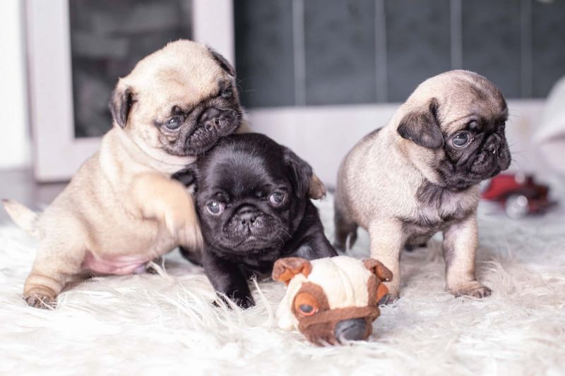 Pug