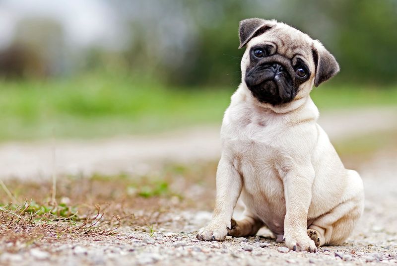 Pug