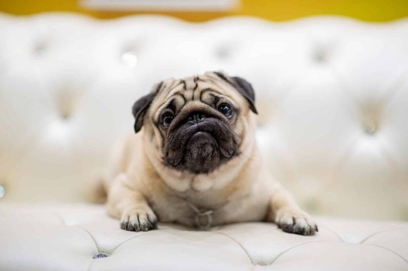 Pug