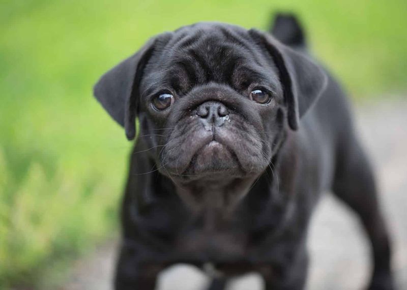 Pug