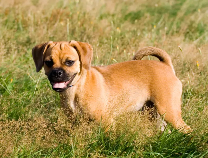 Puggle