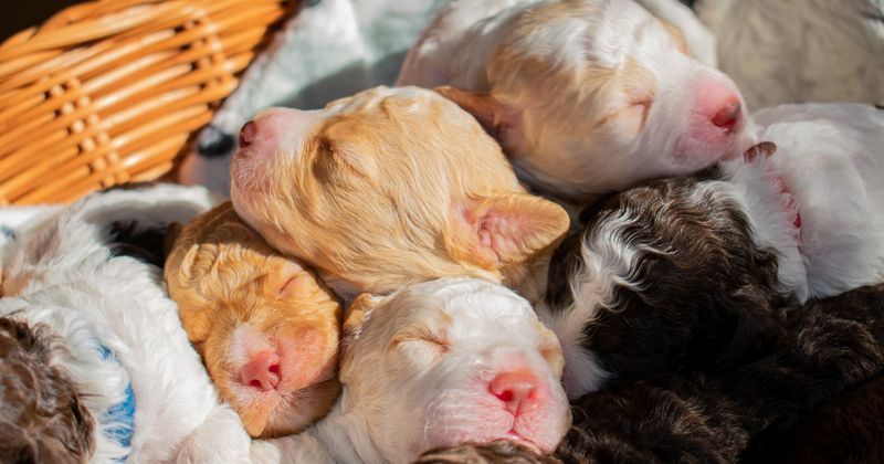 Puppies Are Born Blind and Deaf