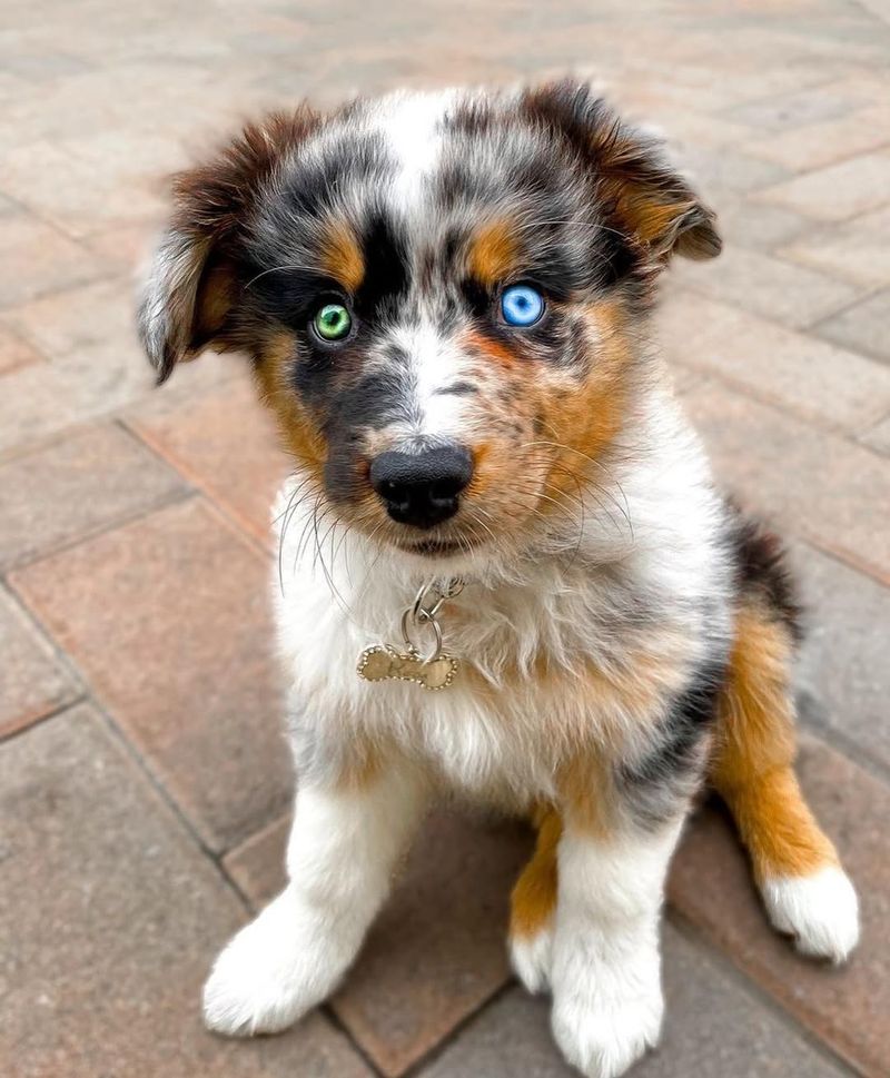 Puppies Can Have Different Eye Colors