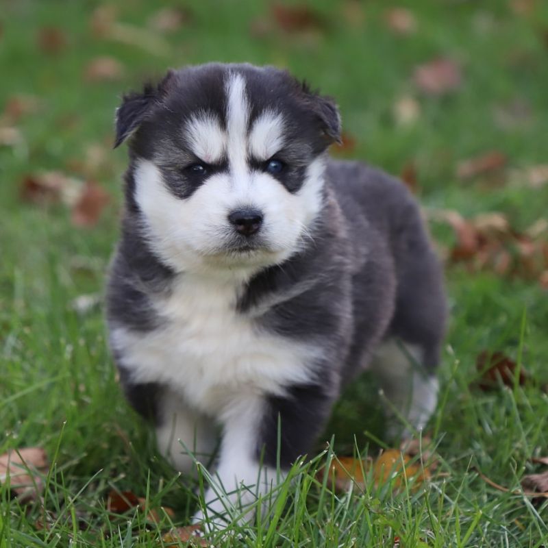 Puppies Can Hear Ultrasounds