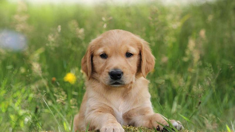 Puppies Can Recognize Human Faces