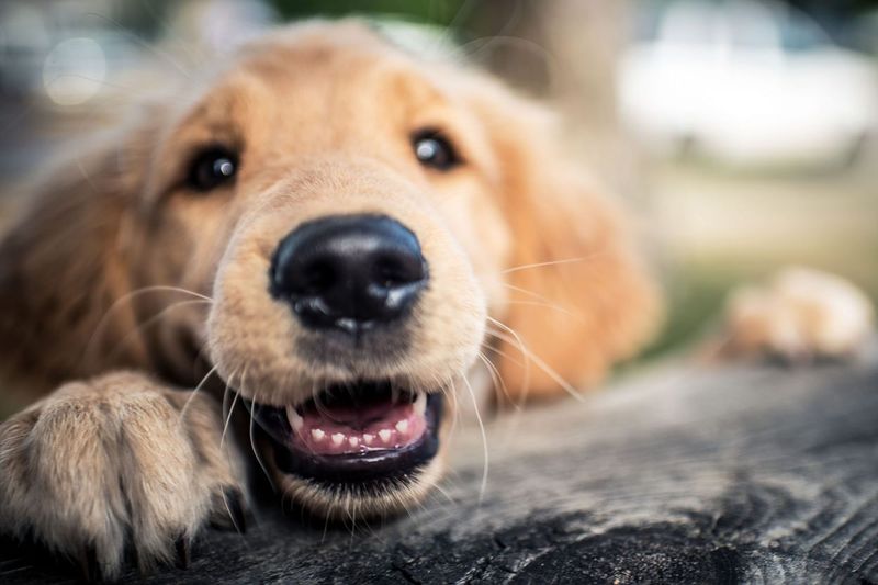 Puppies Have Milk Teeth