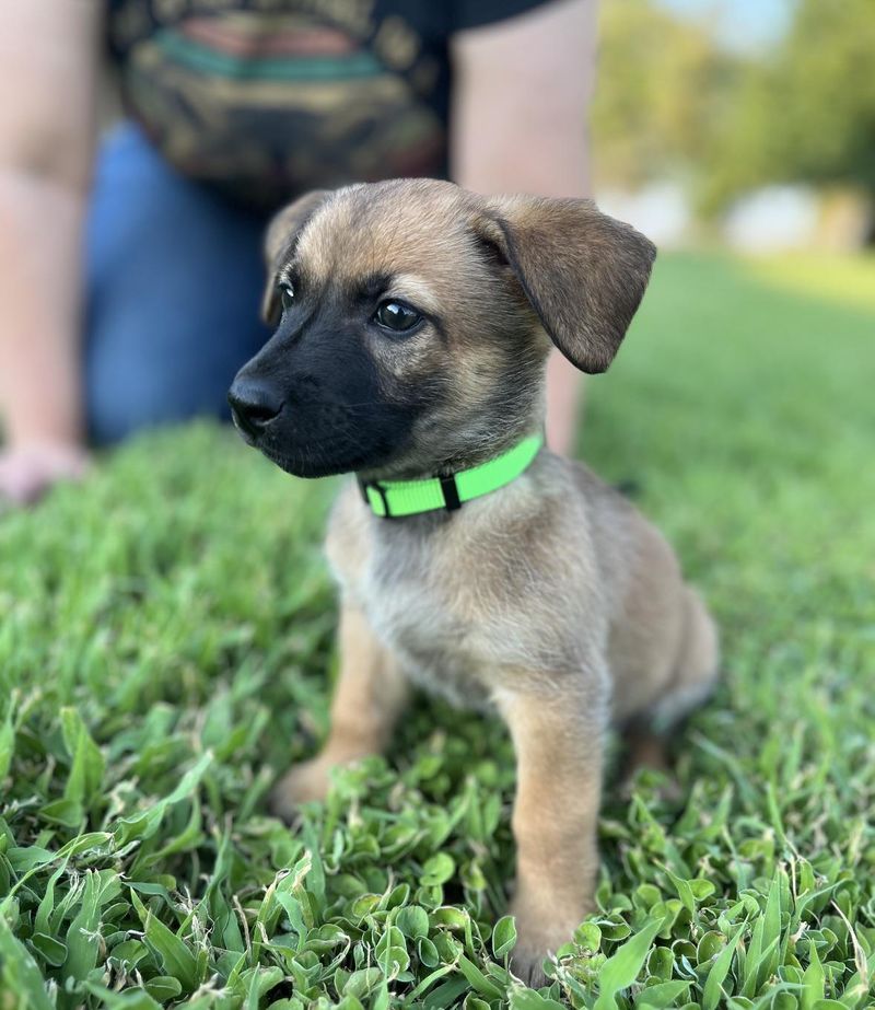 Puppies Have Unique Scent Markers