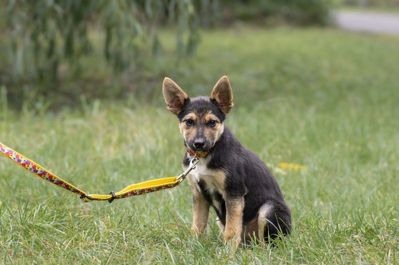 Puppies Have a Sensitive Period for Learning