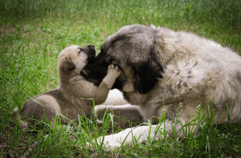 Puppies Mimic Their Mothers