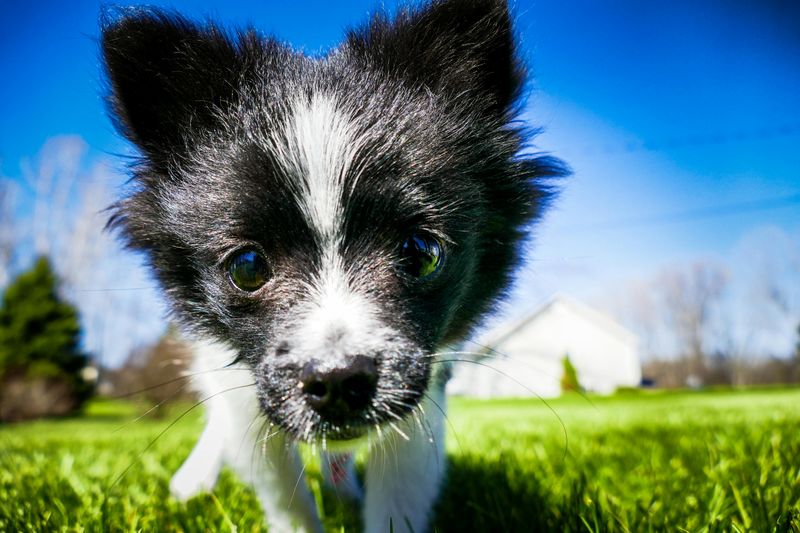 Puppies Use Whiskers to Explore