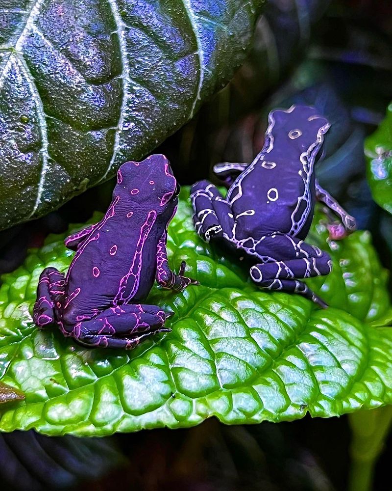 Purple Harlequin Toad