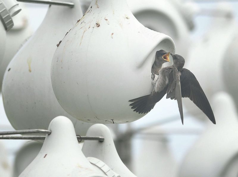 Purple Martin