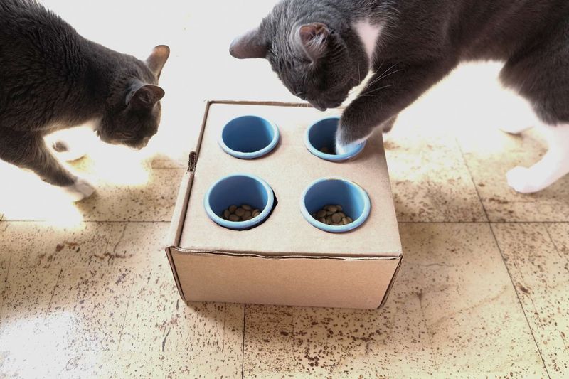 Puzzle Feeders