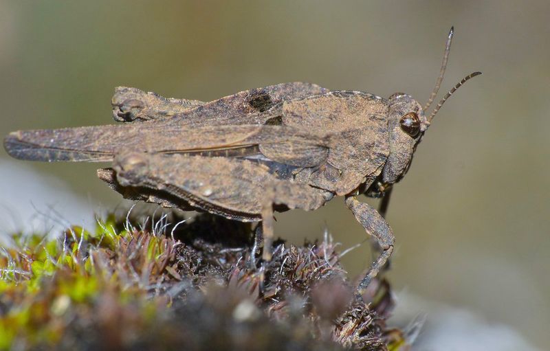 Pygmy Grasshopper