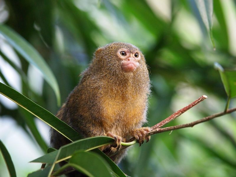 Pygmy Marmoset