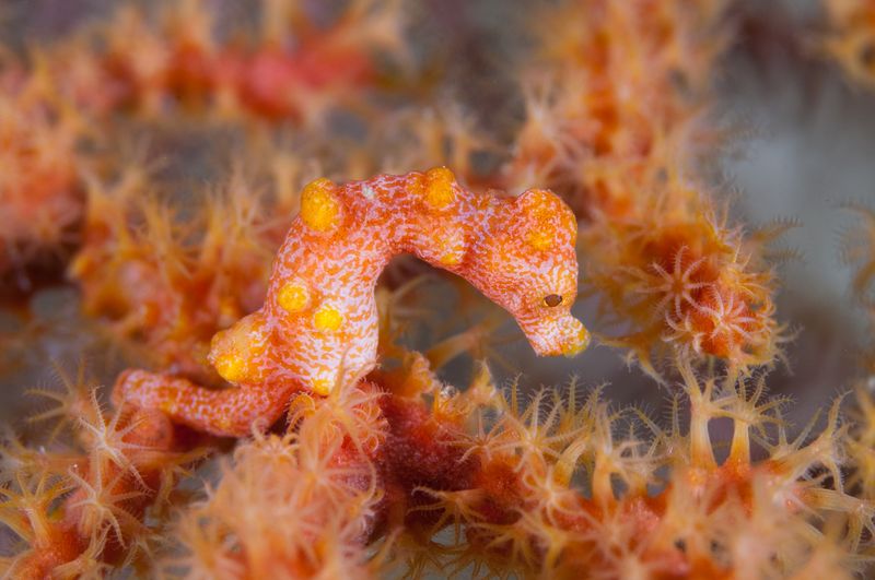 Pygmy Seahorse