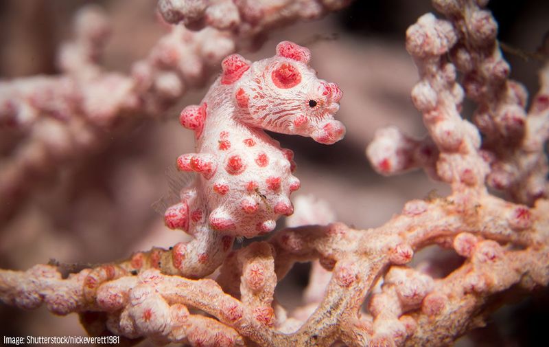 Pygmy Seahorse