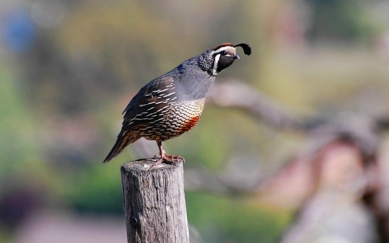 Quail Adaptations to Habitat