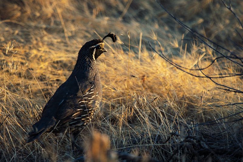 Quail Breeding Behavior