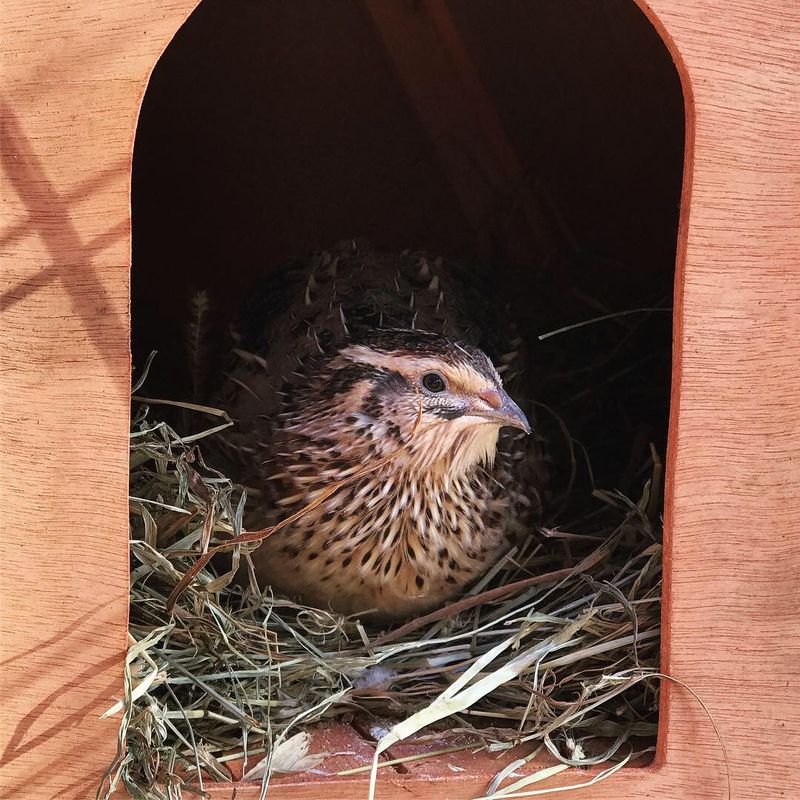 Quail Brooding Habits