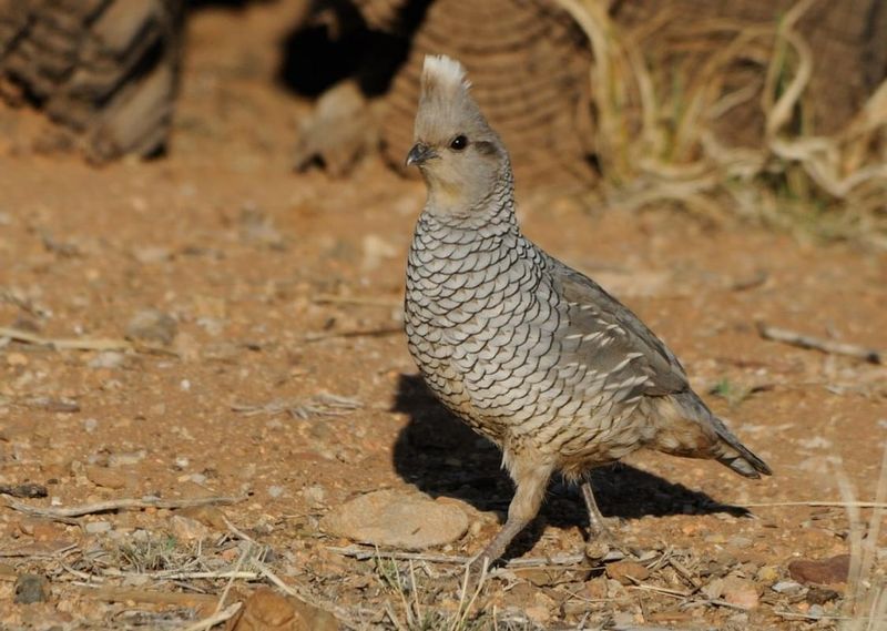 Quail Camouflage Skills