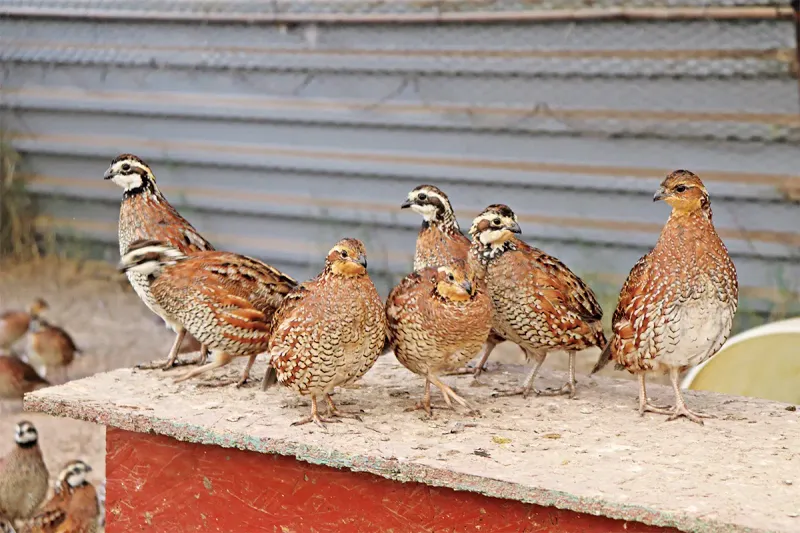 Quail Communication