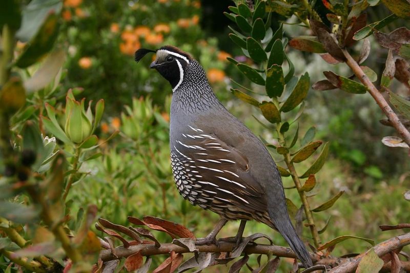 Quail Conservation Status