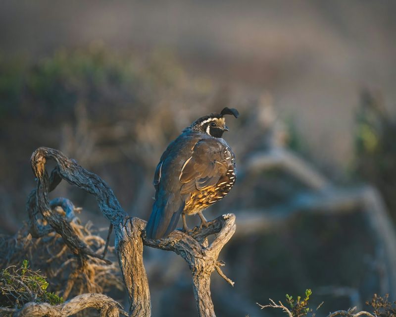 Quail Cultural Significance